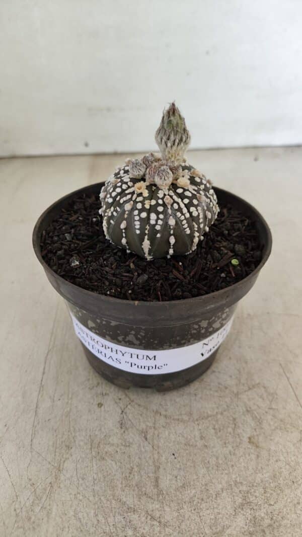 ASTROPHYTUM ASTERIAS “Purple”  Nº 1003 – vaso 09 - Imagem 2
