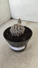 ASTROPHYTUM ASTERIAS “Purple” Nº 1003 – vaso 09 - Imagem 9