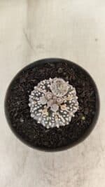 ASTROPHYTUM ASTERIAS “Purple” Nº 1003 – vaso 09 - Imagem 8