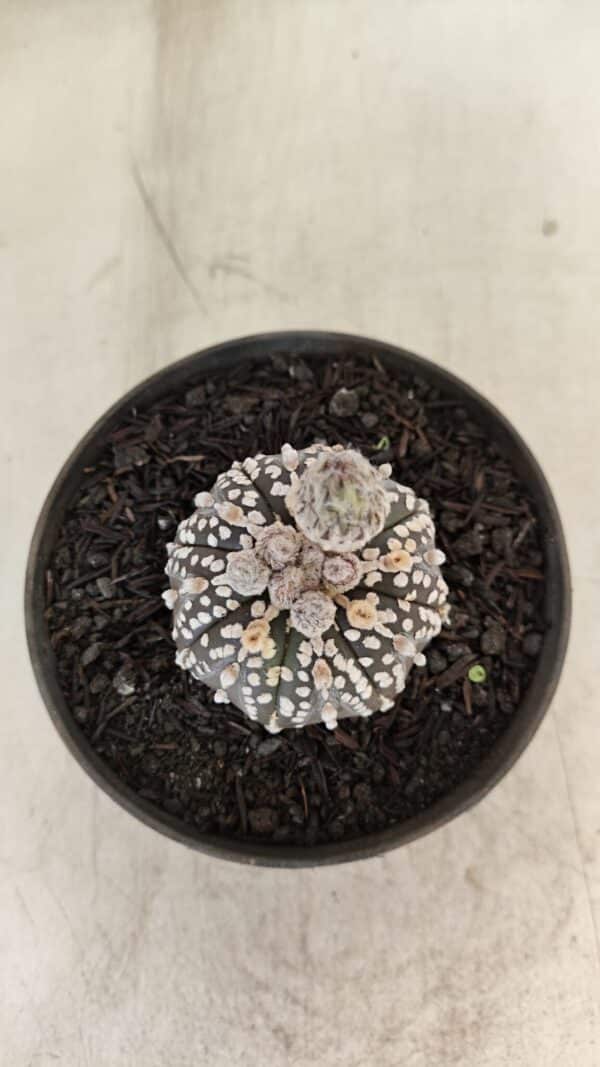 ASTROPHYTUM ASTERIAS “Purple”  Nº 1003 – vaso 09 - Imagem 8