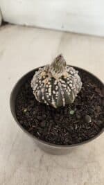 ASTROPHYTUM ASTERIAS “Purple” Nº 1003 – vaso 09 - Imagem 7