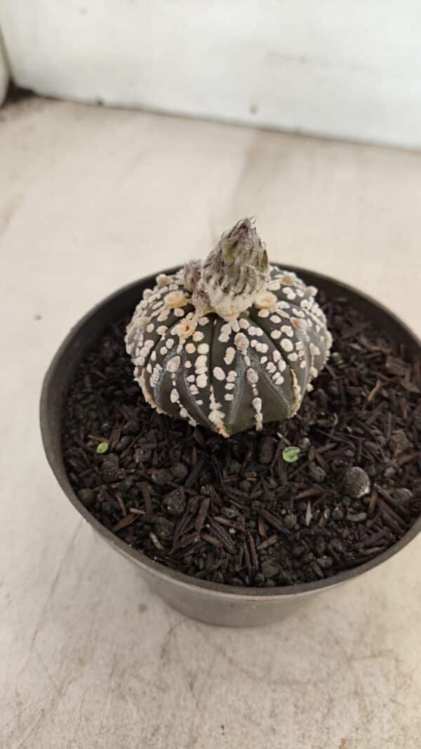 ASTROPHYTUM ASTERIAS “Purple”  Nº 1003 – vaso 09 - Imagem 7