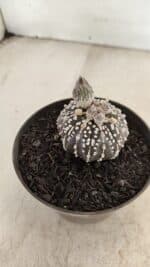 ASTROPHYTUM ASTERIAS “Purple” Nº 1003 – vaso 09 - Imagem 6
