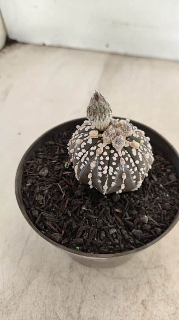 ASTROPHYTUM ASTERIAS “Purple”  Nº 1003 – vaso 09 - Imagem 6