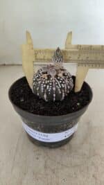 ASTROPHYTUM ASTERIAS “Purple” Nº 1003 – vaso 09