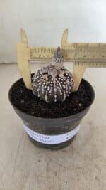 ASTROPHYTUM ASTERIAS “Purple” Nº 1003 – vaso 09 - Imagem 4