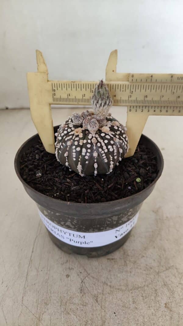 ASTROPHYTUM ASTERIAS “Purple”  Nº 1003 – vaso 09 - Imagem 4