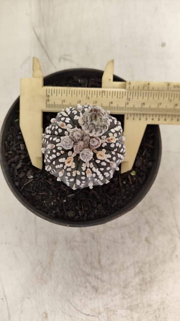 ASTROPHYTUM ASTERIAS “Purple”  Nº 1003 – vaso 09 - Imagem 3