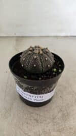 ASTROPHYTUM ASTERIAS “Purple” Nº 1004 – vaso 09 - Imagem 2