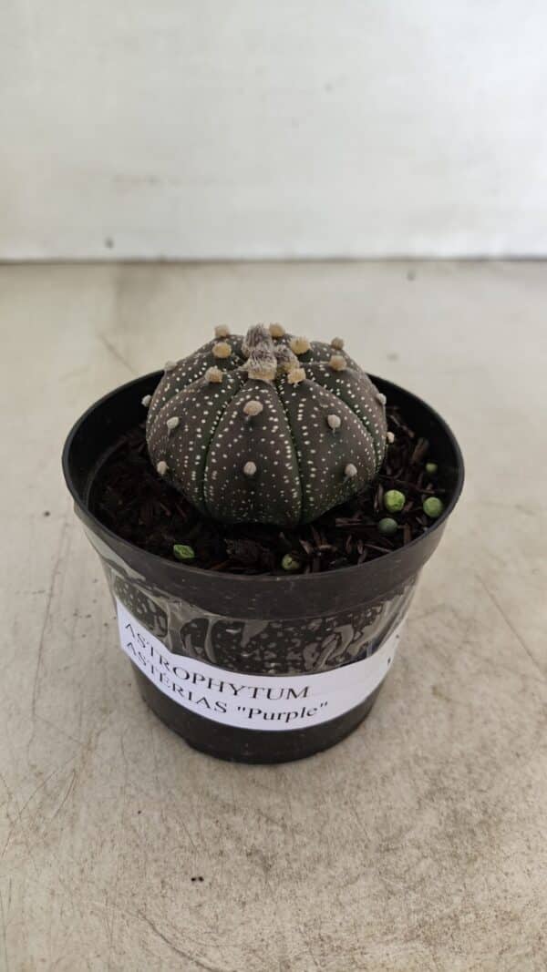 ASTROPHYTUM ASTERIAS “Purple”  Nº 1004 – vaso 09 - Imagem 2