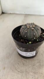 ASTROPHYTUM ASTERIAS “Purple” Nº 1004 – vaso 09 - Imagem 8
