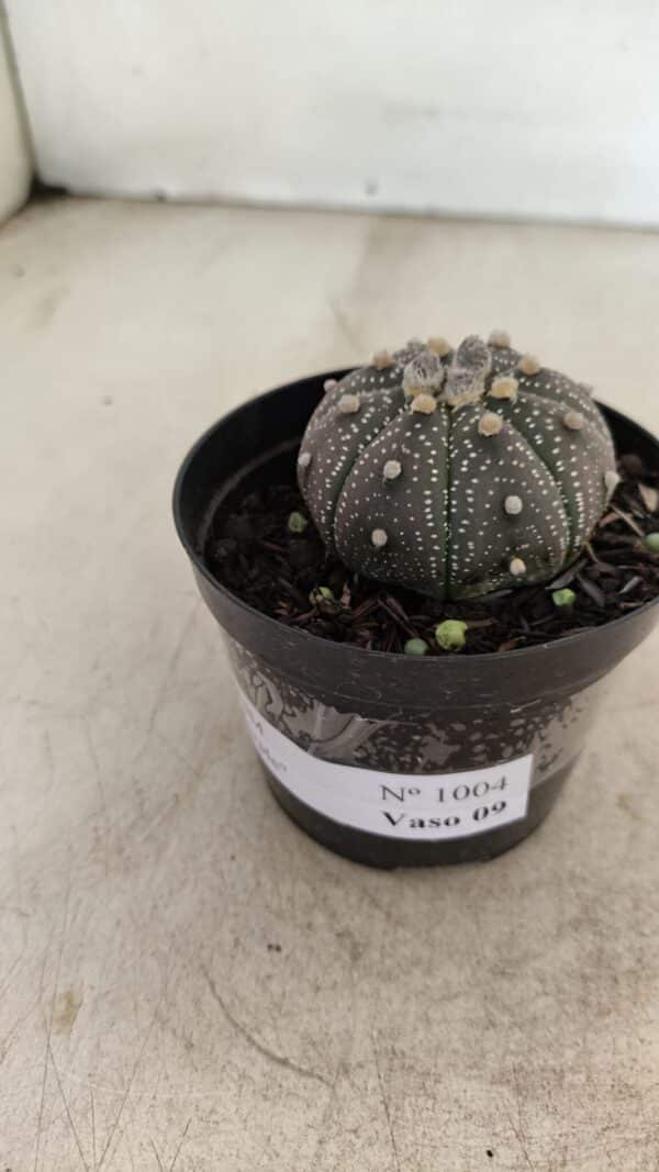 ASTROPHYTUM ASTERIAS “Purple”  Nº 1004 – vaso 09 - Imagem 8