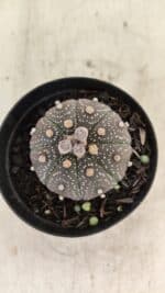 ASTROPHYTUM ASTERIAS “Purple” Nº 1004 – vaso 09 - Imagem 3