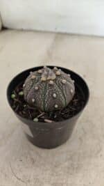 ASTROPHYTUM ASTERIAS “Purple” Nº 1004 – vaso 09 - Imagem 7