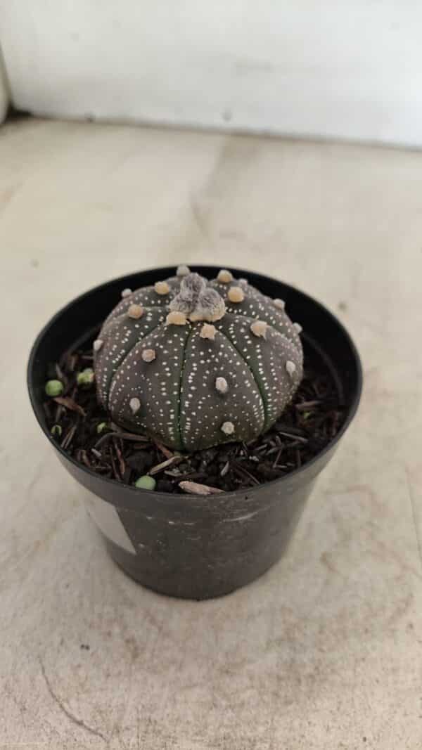 ASTROPHYTUM ASTERIAS “Purple”  Nº 1004 – vaso 09 - Imagem 7
