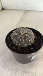 ASTROPHYTUM ASTERIAS “Purple” Nº 1004 – vaso 09 - Imagem 6
