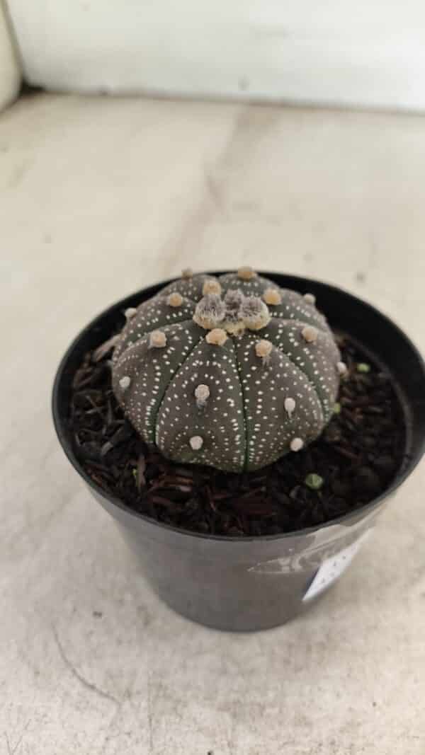 ASTROPHYTUM ASTERIAS “Purple”  Nº 1004 – vaso 09 - Imagem 6