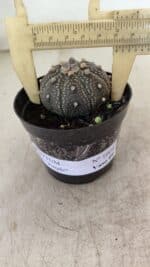 ASTROPHYTUM ASTERIAS “Purple” Nº 1004 – vaso 09 - Imagem 5
