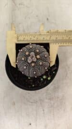 ASTROPHYTUM ASTERIAS “Purple” Nº 1004 – vaso 09