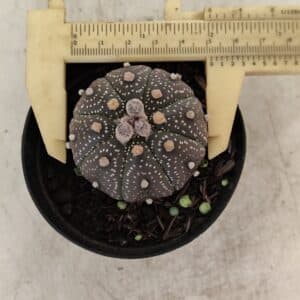 ASTROPHYTUM ASTERIAS “Purple” Nº 1004 – vaso 09