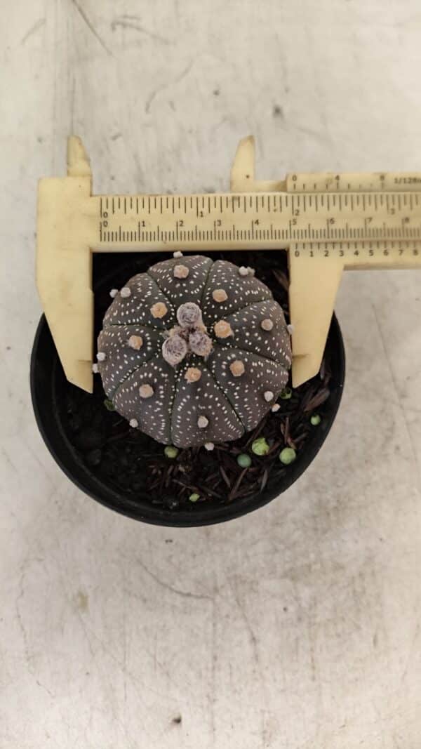 ASTROPHYTUM ASTERIAS “Purple”  Nº 1004 – vaso 09 - Imagem 1