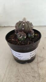 ASTROPHYTUM ASTERIAS “Purple” Colonia Nº 1005 – vaso 09 - Imagem 2