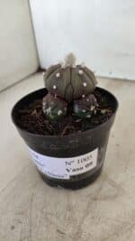 ASTROPHYTUM ASTERIAS “Purple” Colonia Nº 1005 – vaso 09 - Imagem 10