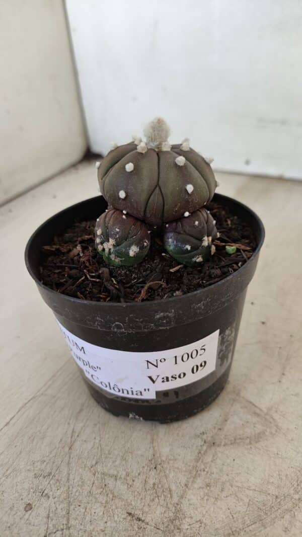 ASTROPHYTUM ASTERIAS “Purple” Colonia  Nº 1005 – vaso 09 - Imagem 10