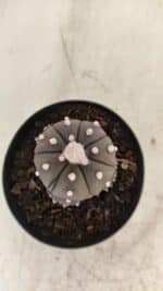 ASTROPHYTUM ASTERIAS “Purple” Colonia Nº 1005 – vaso 09 - Imagem 9
