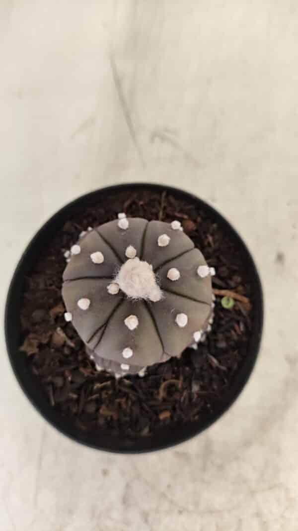 ASTROPHYTUM ASTERIAS “Purple” Colonia  Nº 1005 – vaso 09 - Imagem 9