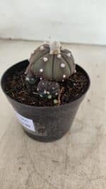 ASTROPHYTUM ASTERIAS “Purple” Colonia Nº 1005 – vaso 09 - Imagem 8