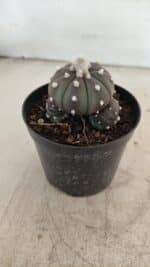 ASTROPHYTUM ASTERIAS “Purple” Colonia Nº 1005 – vaso 09 - Imagem 7