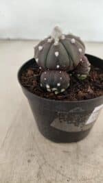ASTROPHYTUM ASTERIAS “Purple” Colonia Nº 1005 – vaso 09 - Imagem 6