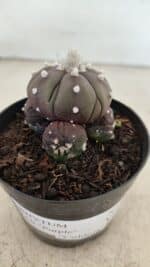 ASTROPHYTUM ASTERIAS “Purple” Colonia Nº 1005 – vaso 09 - Imagem 3