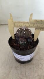 ASTROPHYTUM ASTERIAS “Purple” Colonia Nº 1005 – vaso 09