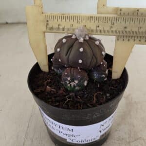 ASTROPHYTUM ASTERIAS “Purple” Colonia Nº 1005 – vaso 09