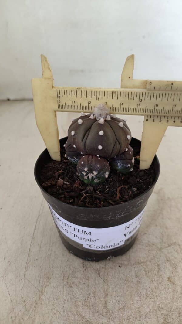 ASTROPHYTUM ASTERIAS “Purple” Colonia  Nº 1005 – vaso 09 - Imagem 1