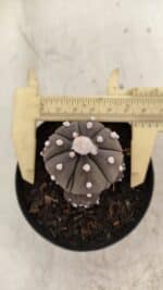 ASTROPHYTUM ASTERIAS “Purple” Colonia Nº 1005 – vaso 09 - Imagem 5