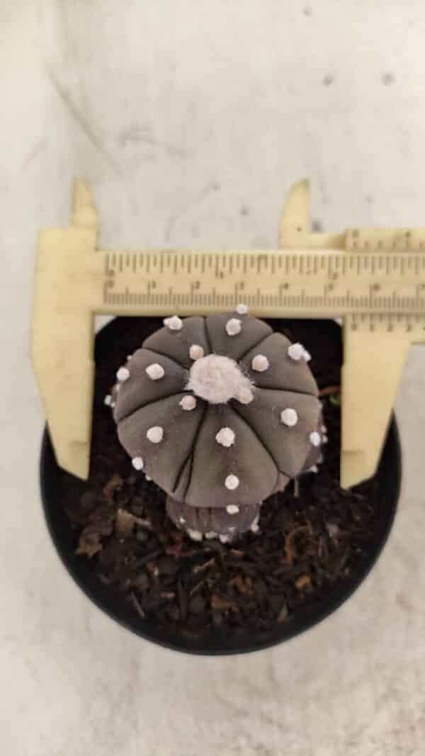ASTROPHYTUM ASTERIAS “Purple” Colonia  Nº 1005 – vaso 09 - Imagem 5