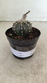 ASTROPHYTUM ASTERIAS “Purple” Nº 1006 – vaso 09 - Imagem 2