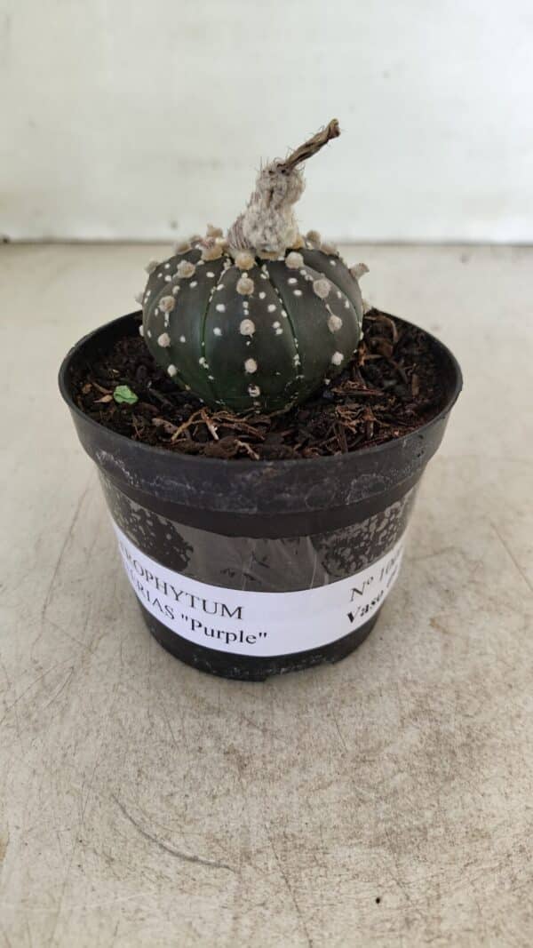 ASTROPHYTUM ASTERIAS “Purple”  Nº 1006 – vaso 09 - Imagem 2