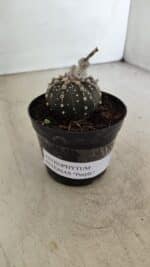 ASTROPHYTUM ASTERIAS “Purple” Nº 1006 – vaso 09 - Imagem 9