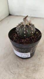 ASTROPHYTUM ASTERIAS “Purple” Nº 1006 – vaso 09 - Imagem 8