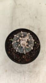 ASTROPHYTUM ASTERIAS “Purple” Nº 1006 – vaso 09 - Imagem 3