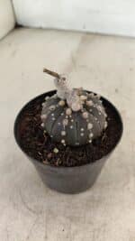 ASTROPHYTUM ASTERIAS “Purple” Nº 1006 – vaso 09 - Imagem 7