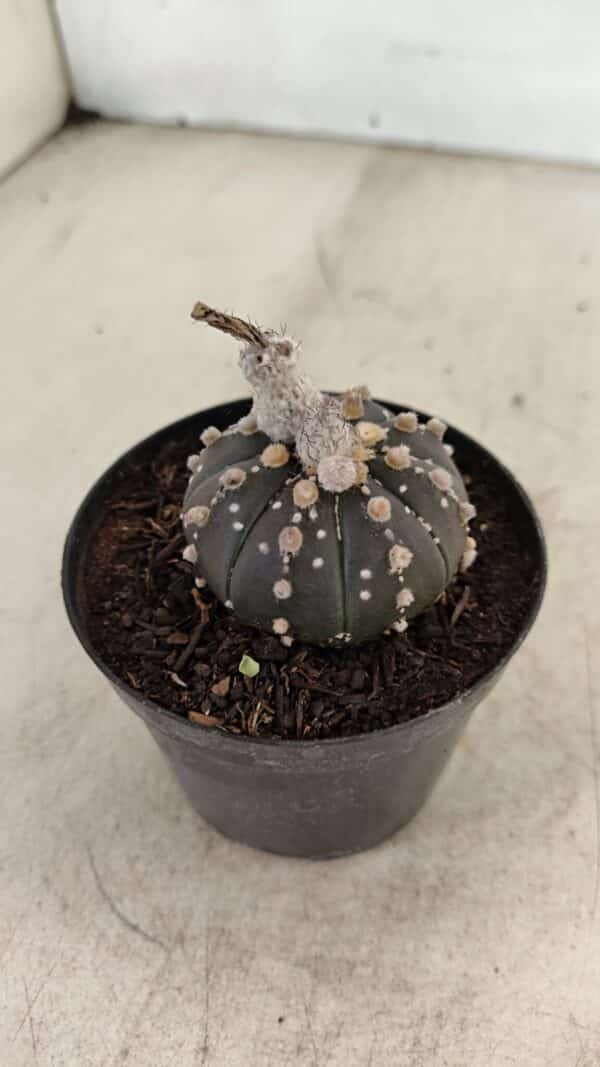 ASTROPHYTUM ASTERIAS “Purple”  Nº 1006 – vaso 09 - Imagem 7