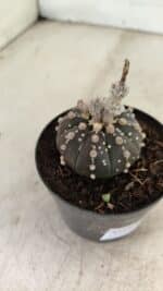 ASTROPHYTUM ASTERIAS “Purple” Nº 1006 – vaso 09 - Imagem 6