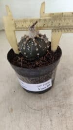 ASTROPHYTUM ASTERIAS “Purple” Nº 1006 – vaso 09