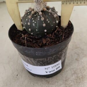 ASTROPHYTUM ASTERIAS “Purple” Nº 1006 – vaso 09