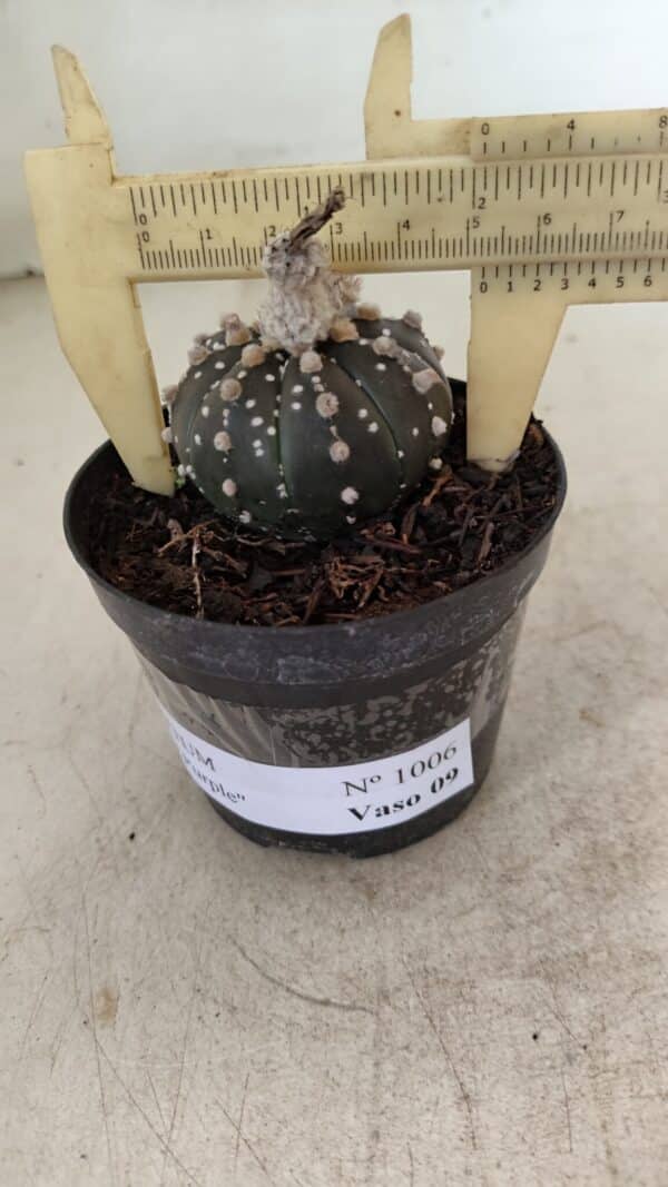 ASTROPHYTUM ASTERIAS “Purple”  Nº 1006 – vaso 09 - Imagem 1